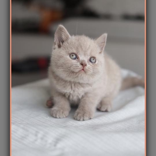 chaton British Shorthair blue Ben Chatterie Carbin lilac 
