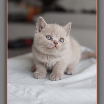Ben CARBIN Mâle British Shorthair