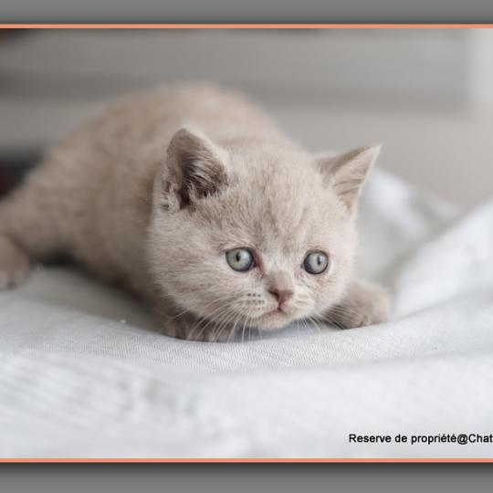 chaton British Shorthair blue Ben Chatterie Carbin lilac 