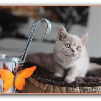 Ben CARBIN Mâle British Shorthair