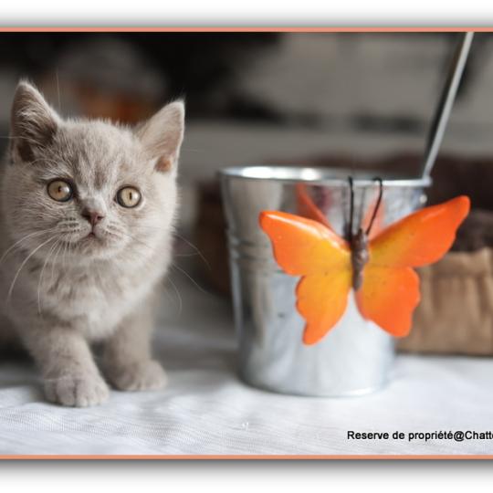 chaton British Shorthair lilac Ben Chatterie Carbin lilac 