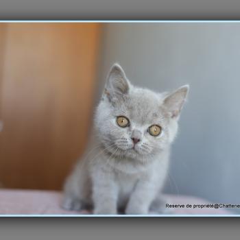 BEN CARBIN Mâle British Shorthair
