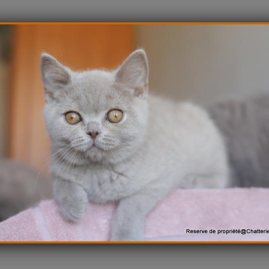 chaton British Shorthair lilac Ben Chatterie Carbin lilac 