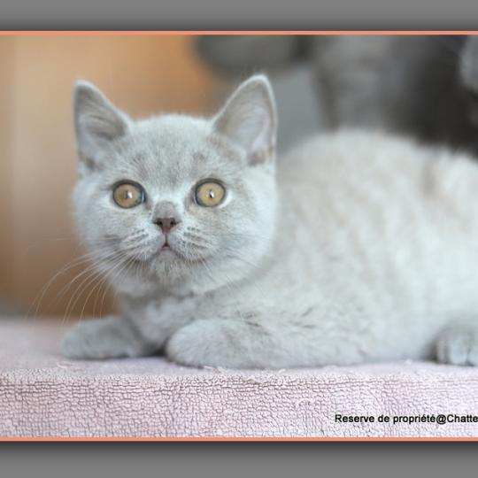 chaton British Shorthair lilac Ben Chatterie Carbin lilac 