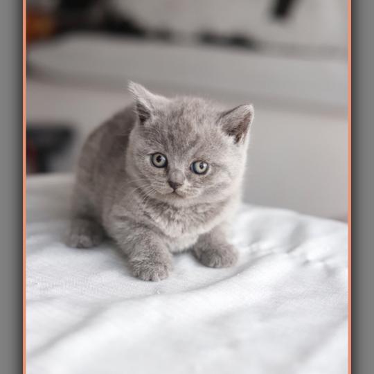 chaton British Shorthair blue Billy blue Chatterie Carbin blue 