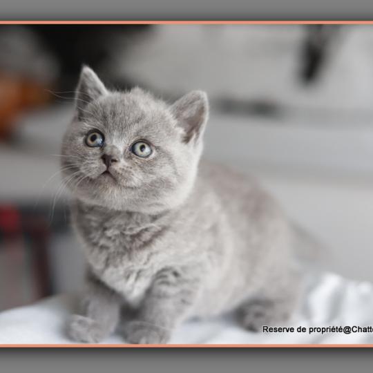 chaton British Shorthair blue Billy blue Chatterie Carbin blue 
