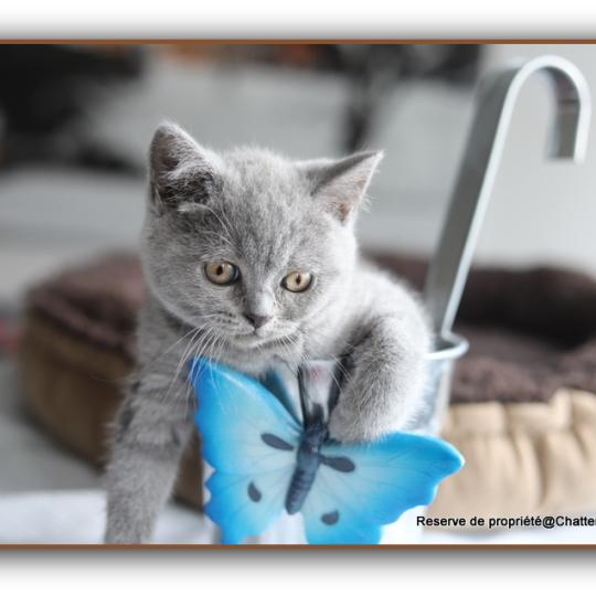 chaton British Shorthair blue Billy blue Chatterie Carbin blue 