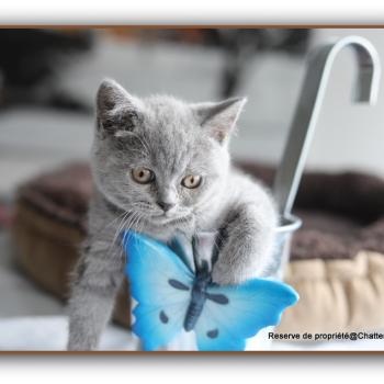 Billy blue CARBIN Mâle British Shorthair