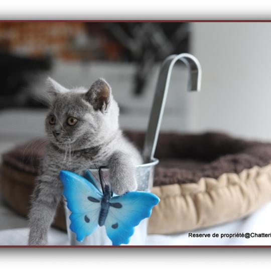 chaton British Shorthair blue Billy blue Chatterie Carbin blue 