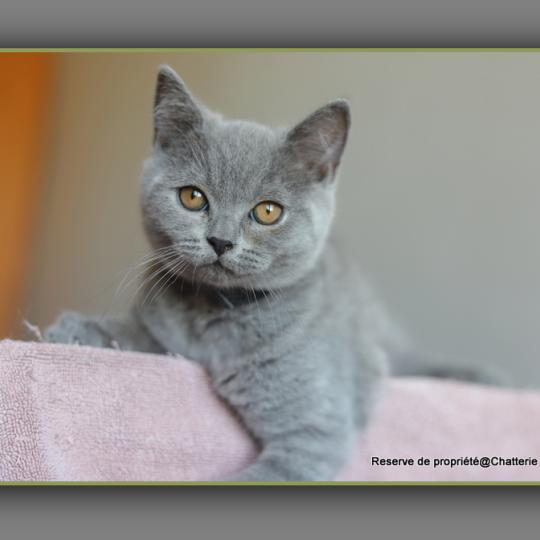 chaton British Shorthair blue Billy blue Chatterie Carbin blue 