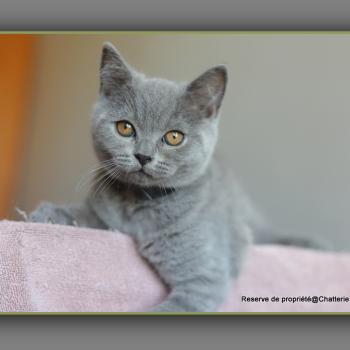BILLY BLUE CARBIN Mâle British Shorthair