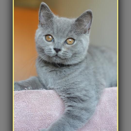chaton British Shorthair blue Billy blue Chatterie Carbin blue 