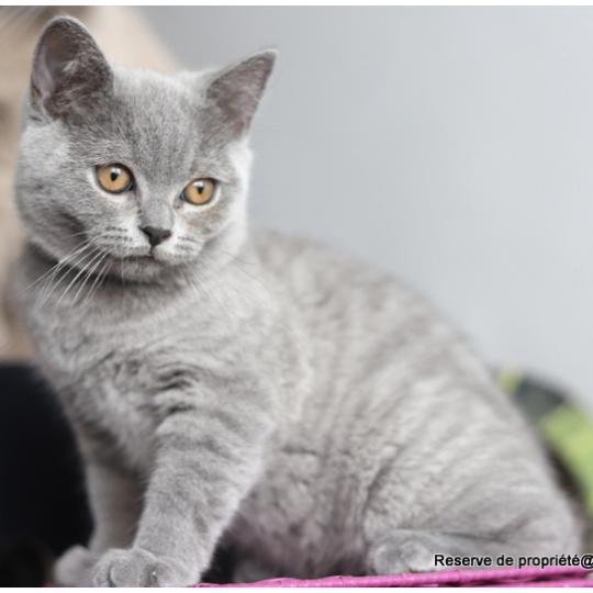 chaton British Shorthair blue BILLY BLUE Chatterie Carbin blue 
