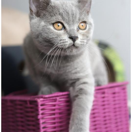 chaton British Shorthair blue BILLY BLUE Chatterie Carbin blue 