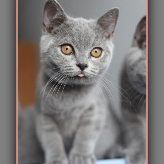 chaton British Shorthair blue BILLY BLUE Chatterie Carbin blue 