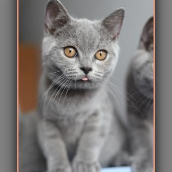 BILLY BLUE CARBIN Mâle British Shorthair