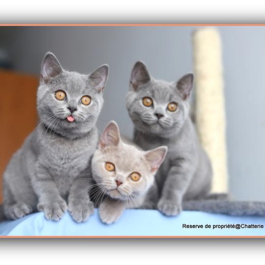 chaton British Shorthair blue BILLY BLUE Chatterie Carbin blue 