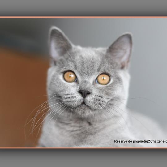 chaton British Shorthair blue BILLY BLUE Chatterie Carbin blue 