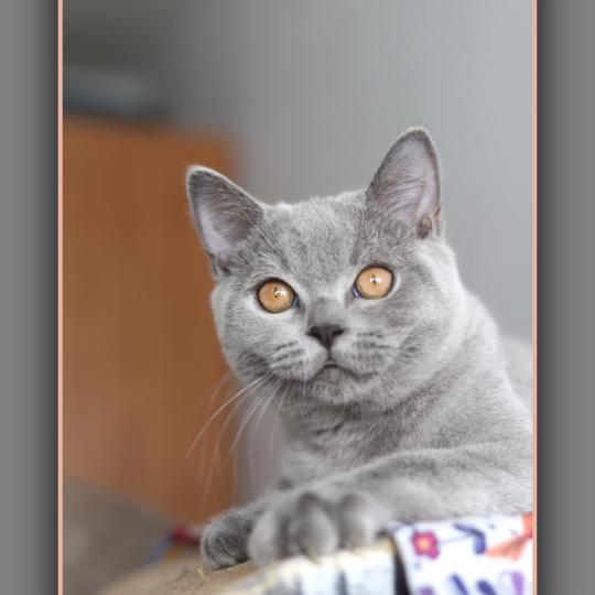 chaton British Shorthair blue BILLY BLUE Chatterie Carbin blue 