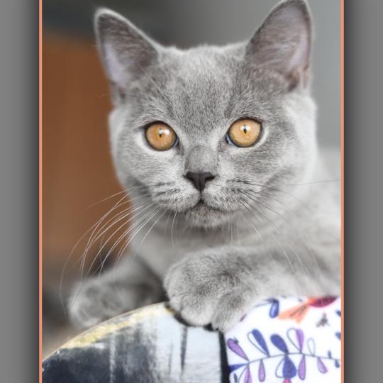 chaton British Shorthair blue BILLY BLUE Chatterie Carbin blue 
