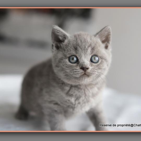 chaton British Shorthair blue Billy Chatterie Carbin blue 