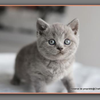 Billy CARBIN Mâle British Shorthair