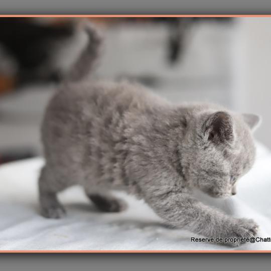 chaton British Shorthair blue Billy Chatterie Carbin blue 