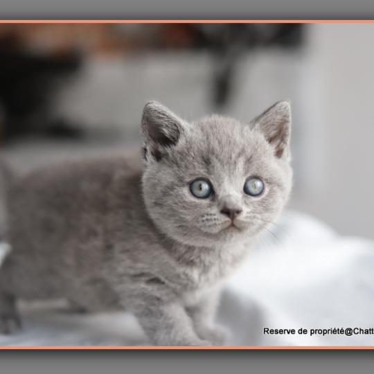 chaton British Shorthair blue Billy Chatterie Carbin blue 
