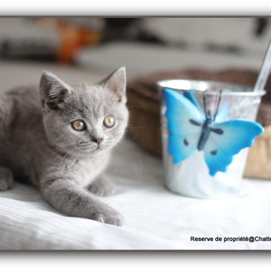 chaton British Shorthair blue Billy Chatterie Carbin blue 