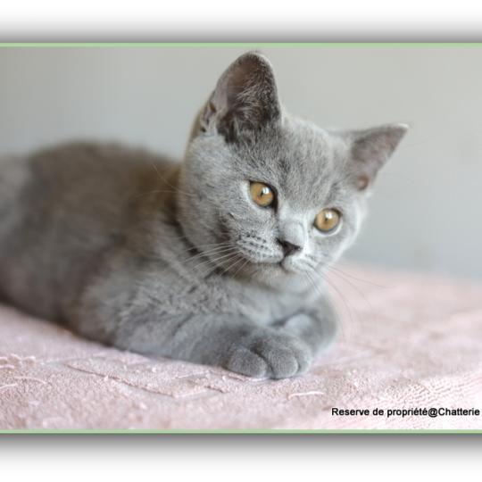 chaton British Shorthair blue Billy Chatterie Carbin blue 