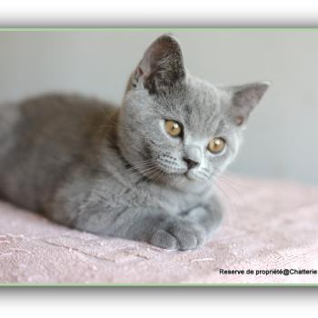 BILLY CARBIN Mâle British Shorthair