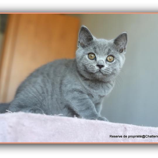 chaton British Shorthair blue Billy Chatterie Carbin blue 