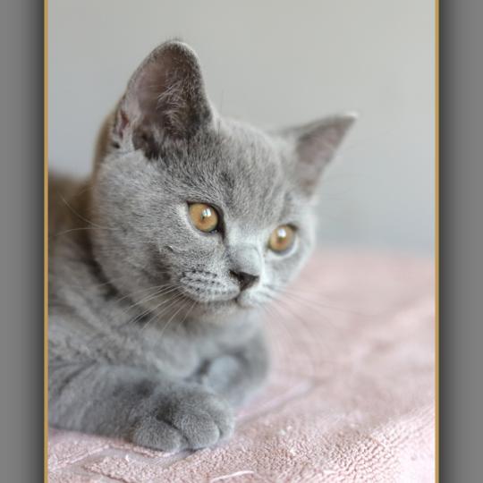 chaton British Shorthair blue Billy Chatterie Carbin blue 