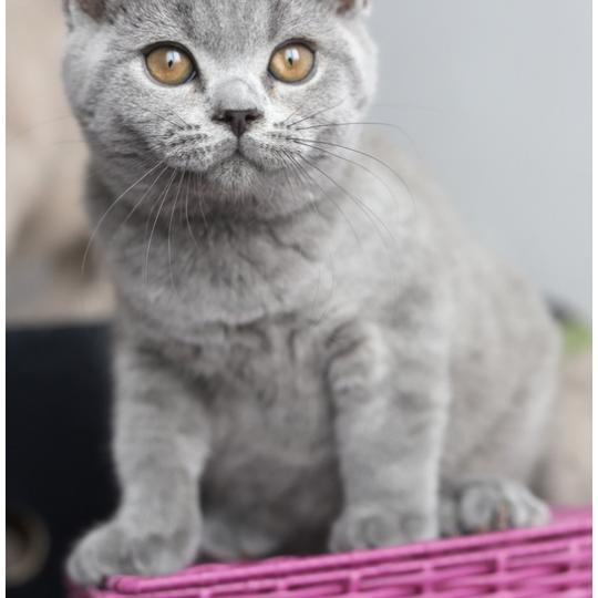 chaton British Shorthair blue BILLY Chatterie Carbin blue 