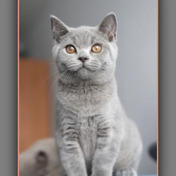 BILLY CARBIN Mâle British Shorthair