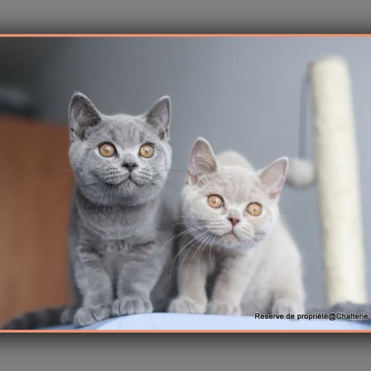 chaton British Shorthair blue BILLY Chatterie Carbin blue 