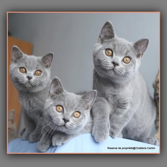 chaton British Shorthair blue BILLY Chatterie Carbin blue 