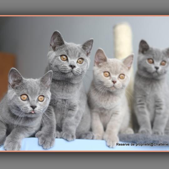 chaton British Shorthair blue BILLY Chatterie Carbin blue 