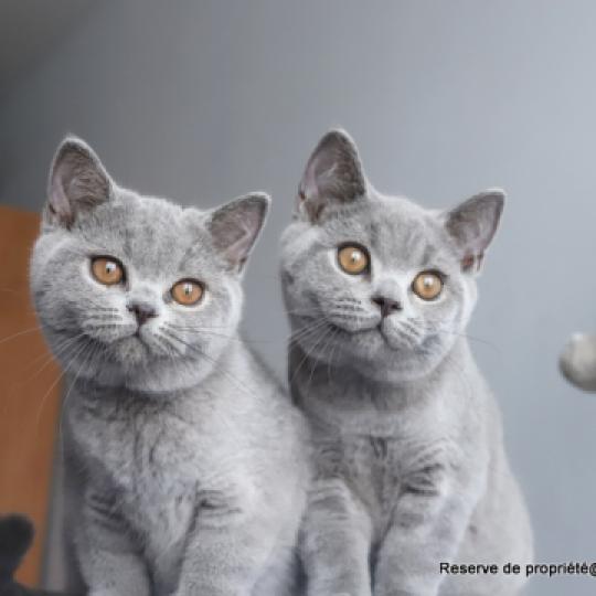 chaton British Shorthair blue BILLY Chatterie Carbin blue 