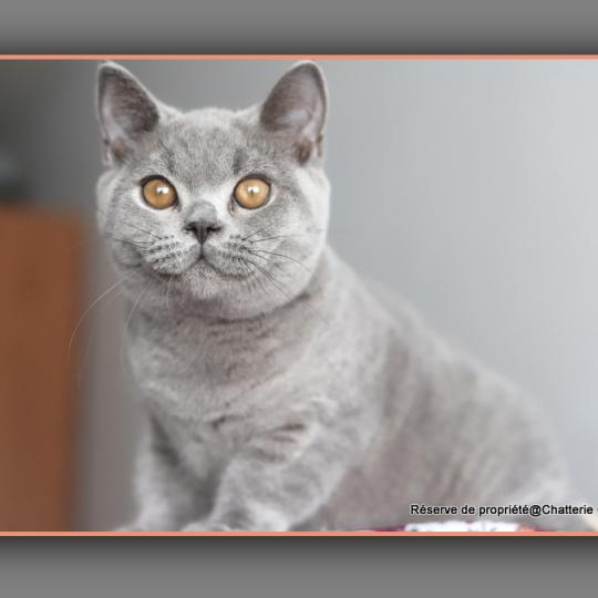 chaton British Shorthair blue BILLY Chatterie Carbin blue 