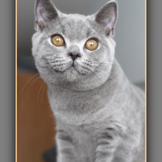 chaton British Shorthair blue BILLY Chatterie Carbin blue 