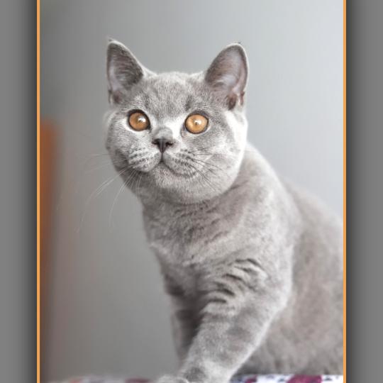 chaton British Shorthair blue BILLY Chatterie Carbin blue 