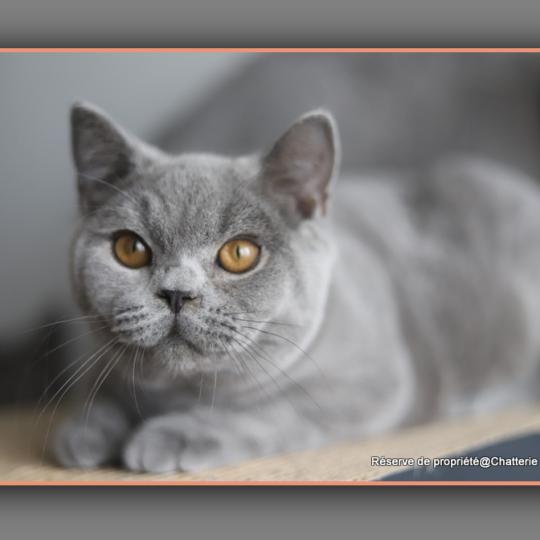 chaton British Shorthair blue BILLY Chatterie Carbin blue 