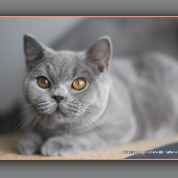 BILLY CARBIN Mâle British Shorthair
