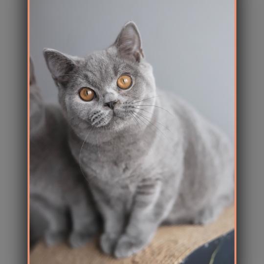 chaton British Shorthair blue BILLY Chatterie Carbin blue 