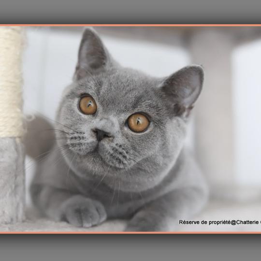 chaton British Shorthair blue BILLY Chatterie Carbin blue 