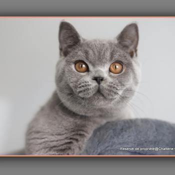 BILLY CARBIN Mâle British Shorthair