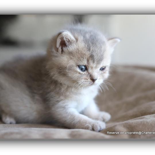 chaton British Shorthair BLUE BOOK Chatterie Carbin blue golden shaded