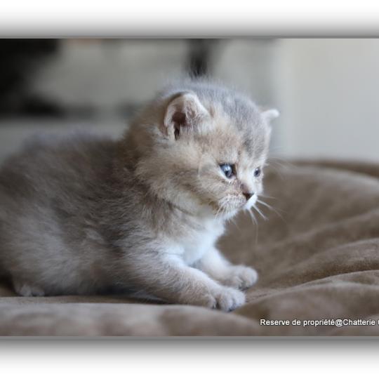 chaton British Shorthair BLUE BOOK Chatterie Carbin blue golden shaded