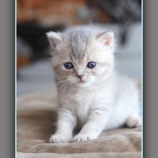 chaton British Shorthair blue golden shaded BLUE BOOK Chatterie Carbin blue golden shaded